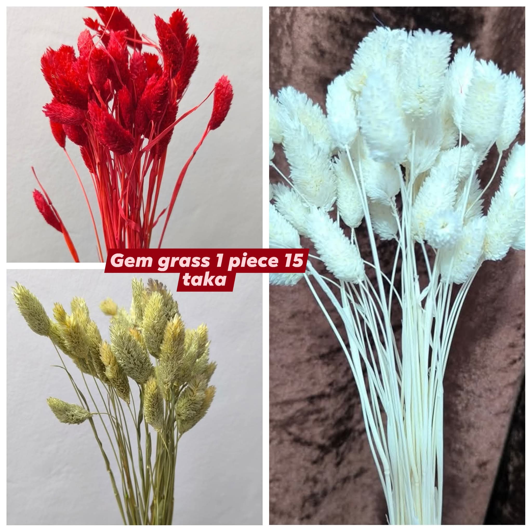 gem grass - Image 1