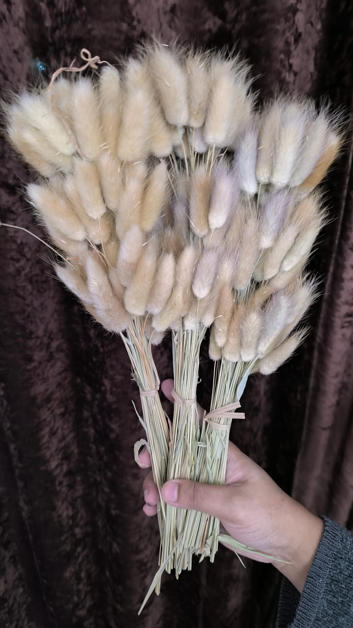 bunny tail driyed flower - Image 1